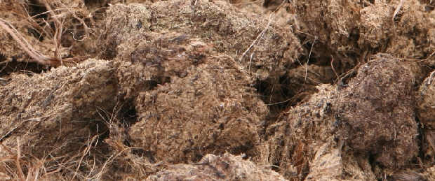 /images/Sphagnum 2012 nr 2.jpg